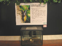 昆虫イベント　江釣子ショッピングセンターパル０６