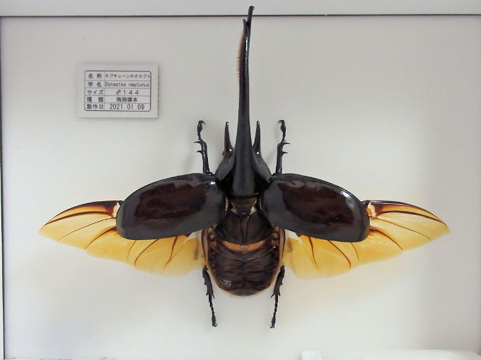 大型のネプチューンオオカブト飛翔標本の製作依頼がありました 