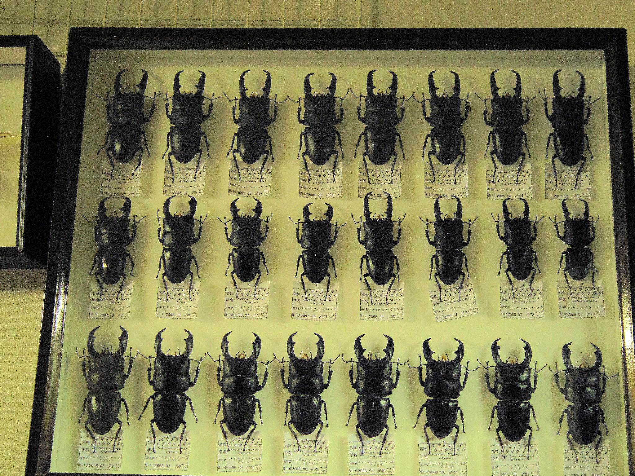 特大オオヒラタクワガタの標本制作しました。 | オオクワ京都昆虫館