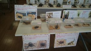 京都市動物園の昆虫イベント開催c