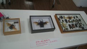京都市動物園の昆虫イベント開催e