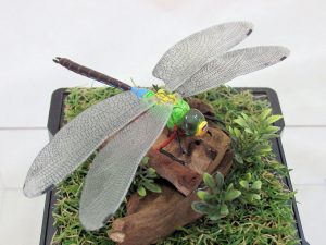 ギンヤンマ（銀蜻蜓）♂７６_08