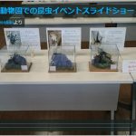 京都市動物園での昆虫イベント開催