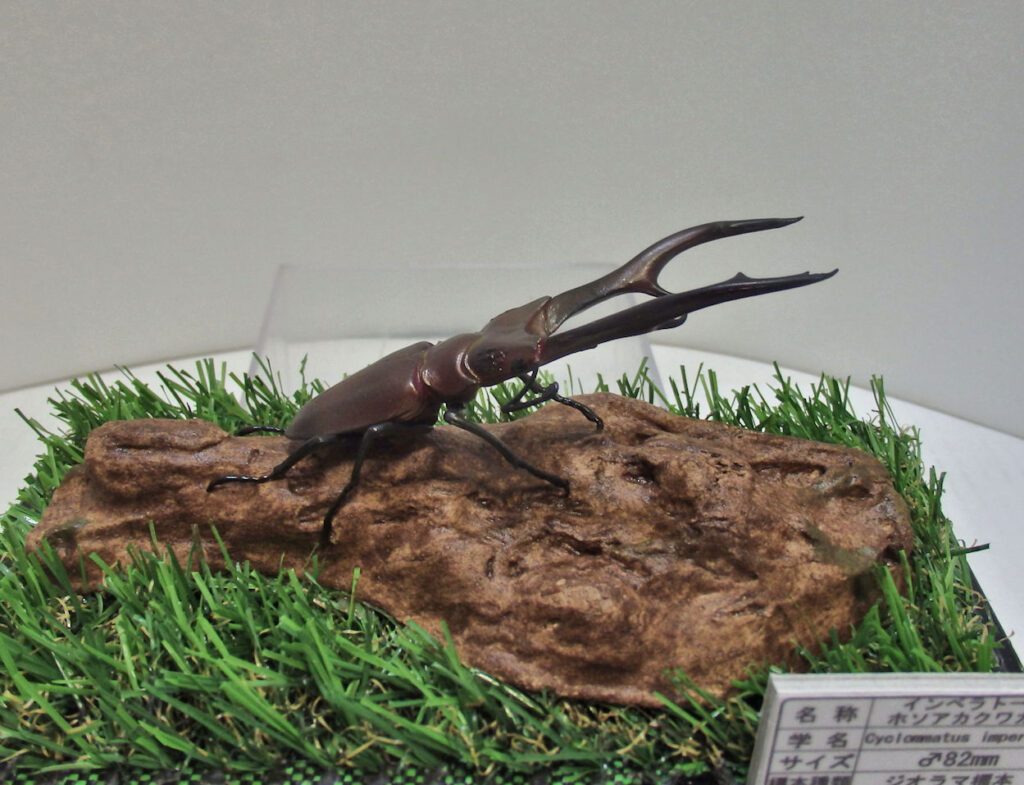 野外採集品　エラフス、メタリフェル、インペラトール　昆虫標本 野外採集品 エラフス、メタリフェル、インペラトール 昆虫標本 【公式