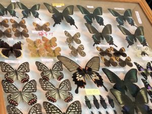 蝶の標展示が全体の半分ほどです。
