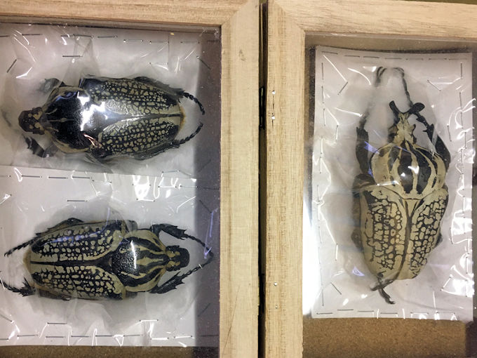 大阪市本町の昆虫標本展示即売会へ行ってたくさん購入してきました。 オオクワ京都昆虫館