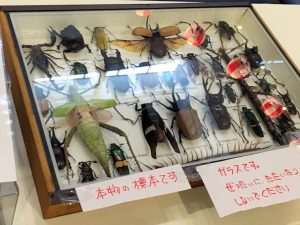 昆虫イベント用標本