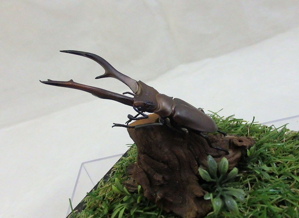 インペラトール ホソアカ♂７９（レプリカ標本） | オオクワ京都昆虫館