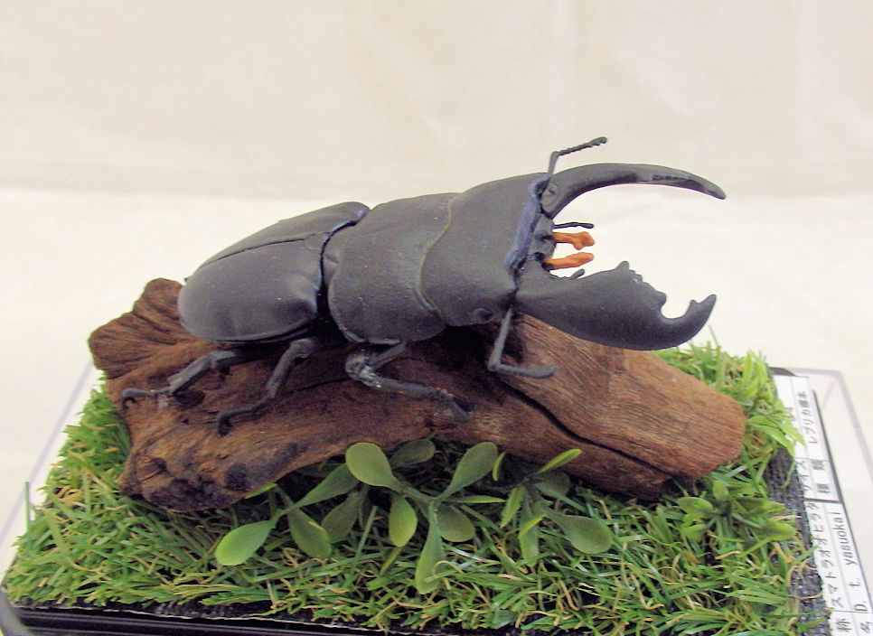 スマトラオオヒラタ♂９５（レプリカ標本） | オオクワ京都昆虫館