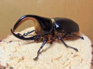 サタンオオカブト♂９５mm単品_03