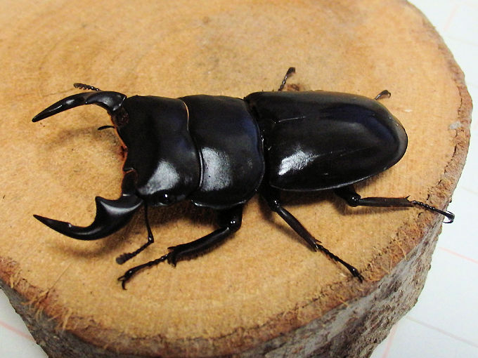 その他 | オオクワ京都昆虫館 クワガタ カブトムシ 昆虫標本 昆虫イベント