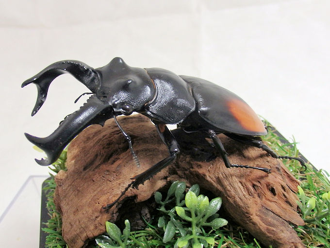 セアカフタマタクワガタ♂８６mm （ジオラマ標本） | オオクワ京都昆虫館