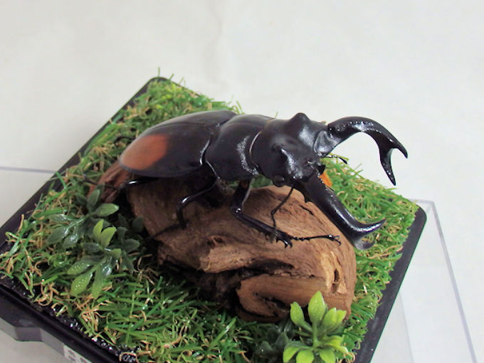 セアカフタマタクワガタ♂８６mm （ジオラマ標本） | オオクワ京都昆虫館