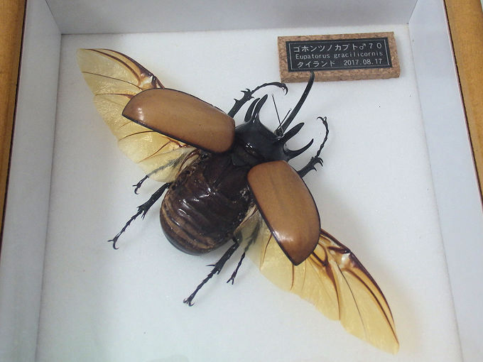 ゴホンヅノカブト♂７０mm （飛翔 本物の標本） | オオクワ京都昆虫館