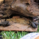 鈴虫とキリギリスのジオラマ標本