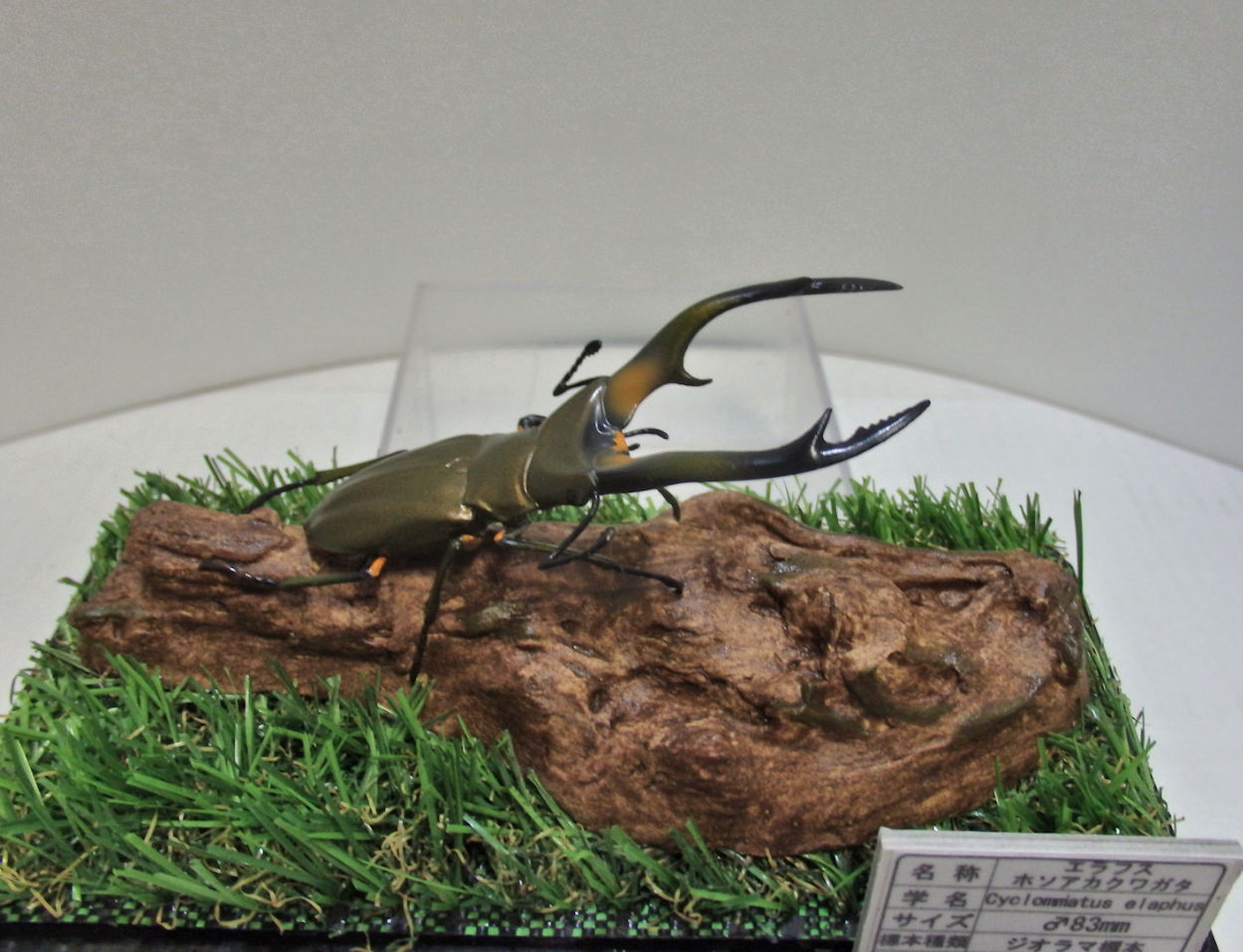 エラフスホソアカクワガタ♂83mmレプリカ標本 | オオクワ京都昆虫館