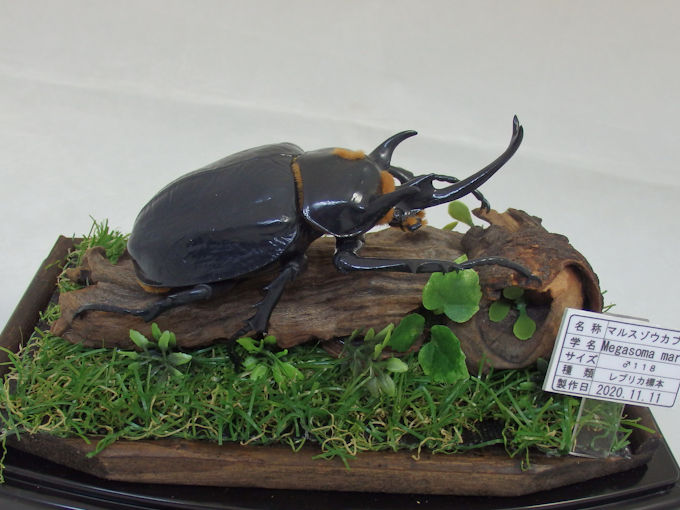 大型マルスゾウカブト標本（飼育品） - 虫類用品