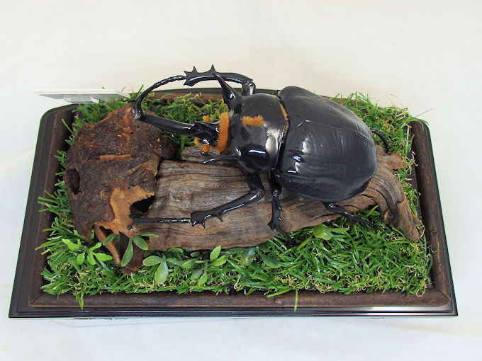 マルスゾウカブト♂１１８（レプリカ標本） | オオクワ京都昆虫館