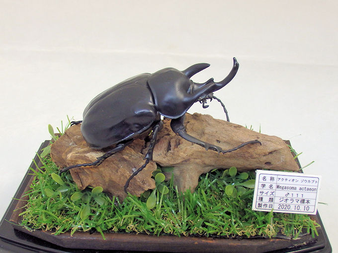 アクティオン ゾウカブト♂１１１（レプリカ標本） | オオクワ京都昆虫館