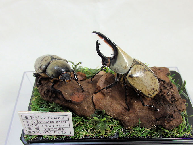 グラントシロカブト♂６９＋♀５１(ジオラマ標本) | オオクワ京都昆虫館