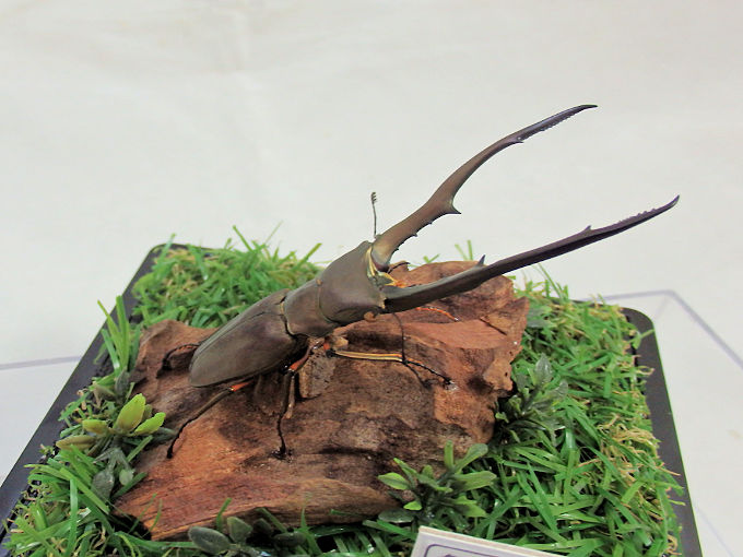 メタリフェル ホソアカクワガタ♂７９（ジオラマ標本） | オオクワ京都昆虫館