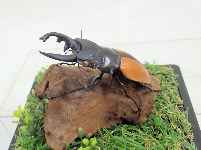 ワラストンツヤクワガタ♂７０mm （ジオラマ標本） | オオクワ京都昆虫館