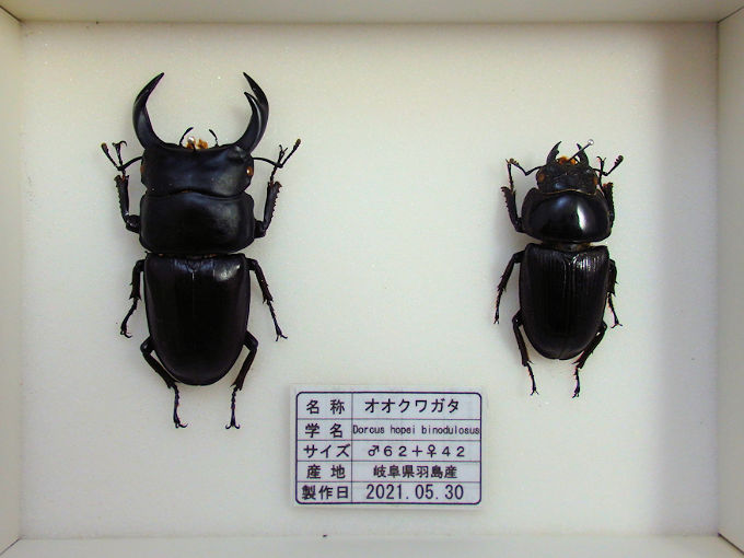 オオクワガタ♂６２＋♀４２（クワガタ標本） | オオクワ京都昆虫館