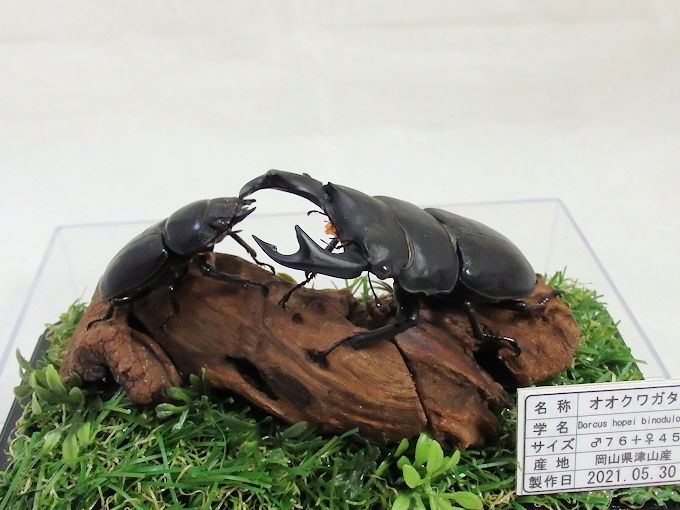 オオクワガタ♂７６＋♀４５（ジオラマ標本） | オオクワ京都昆虫館