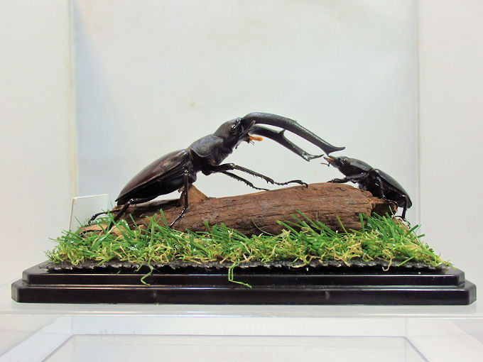 マンディブラリスフタマタ♂１０７＋♀４９（ジオラマ標本） | オオクワ京都昆虫館