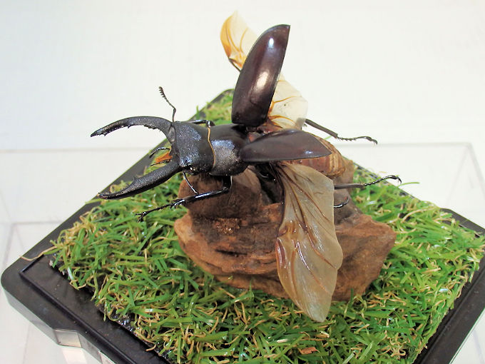 マンディブラリスフタマタ♂６５（飛翔標本） オオクワ京都昆虫館