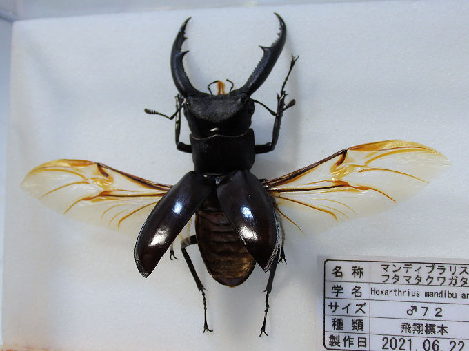 マンディブラリスフタマタ♂７２（飛翔標本） | オオクワ京都昆虫館