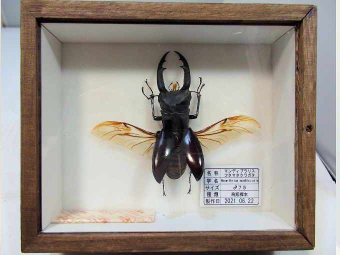 マンディブラリスフタマタ♂７５（飛翔標本） | オオクワ京都昆虫館