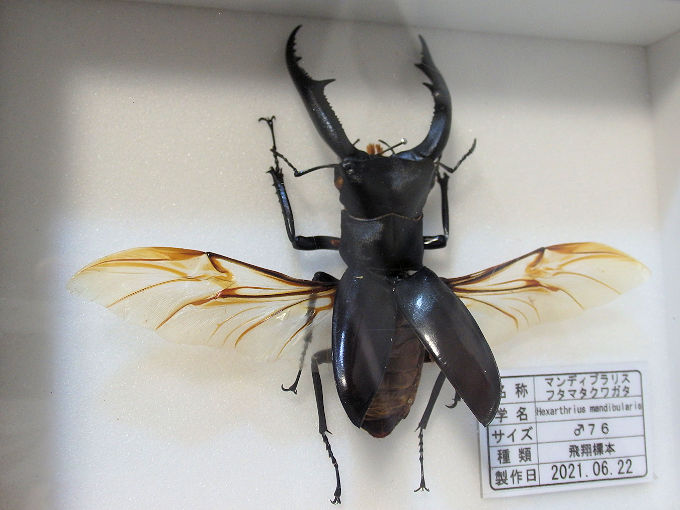 マンディブラリスフタマタ♂７６（飛翔標本） | オオクワ京都昆虫館