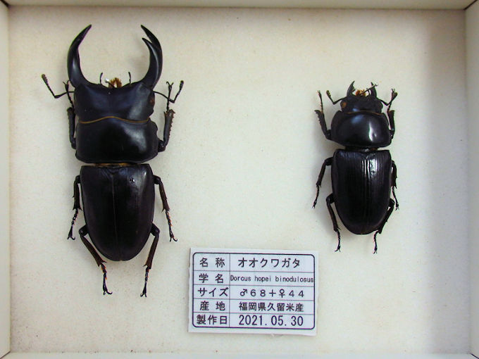 オオクワガタ♂６８＋♀４４（クワガタ標本） | オオクワ京都昆虫館