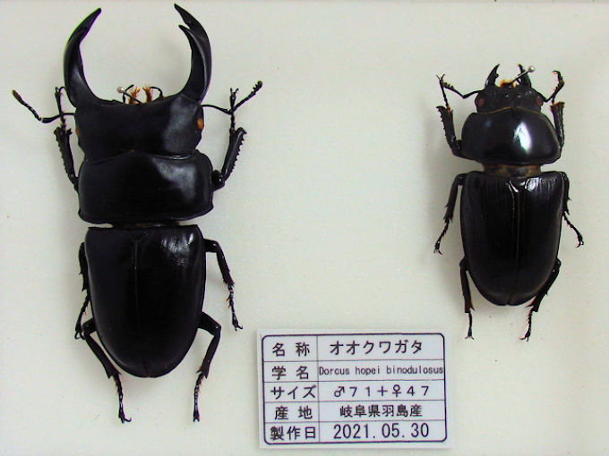 オオクワガタ♂７１＋♀４７（クワガタ標本） | オオクワ京都昆虫館