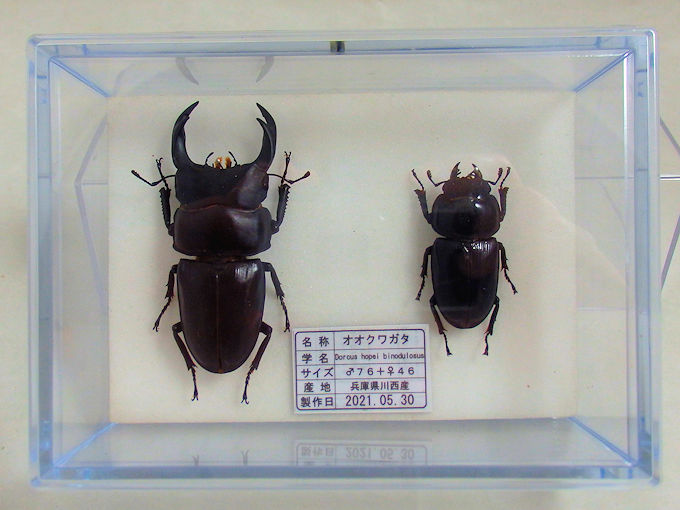 オオクワガタ♂７６＋♀４６（クワガタ標本） | オオクワ京都昆虫館