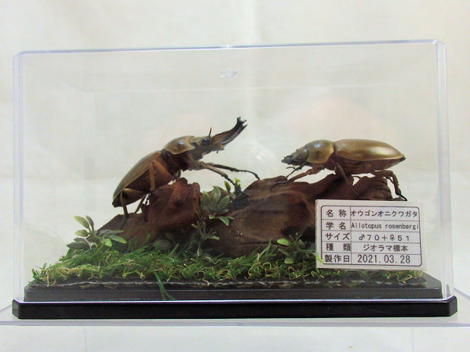 オウゴンオニクワガタ♂７０＋♀５１(ジオラマ標本) | オオクワ京都昆虫館