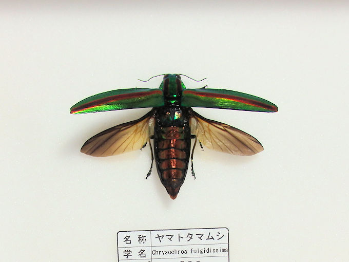 タマムシ飛翔標本の難易度が高い！！製作依頼がありました。 | オオクワ京都昆虫館