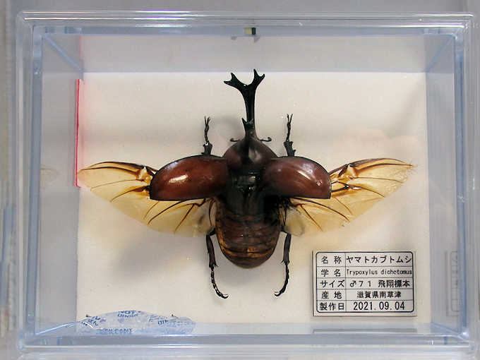 皆様の大切な標本製作を承ります。 | オオクワ京都昆虫館