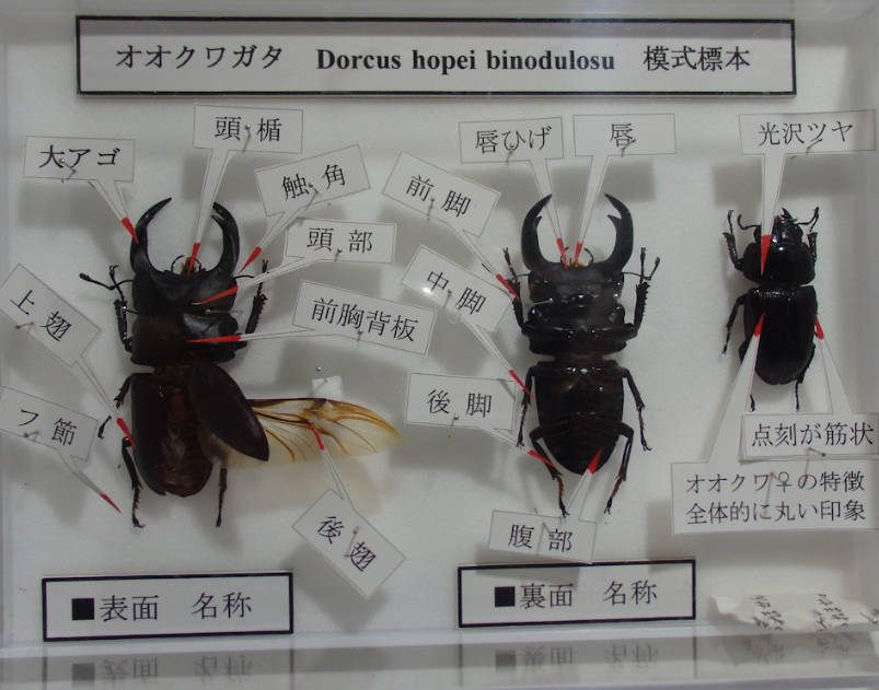 オオクワガタ　Dorcus hopei binodulosu　模式標本No.1