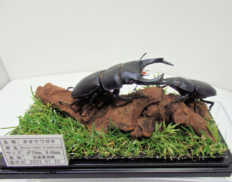 標本 虫 昆虫 カブトムシ - ペット用品