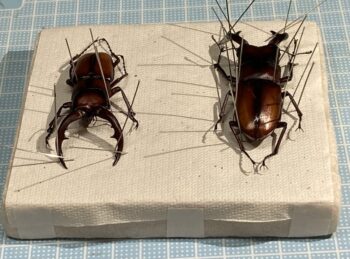 トカラノコギリクワガタ2体オス