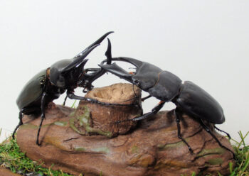 パターンR　深型ジオラマ標本展示ケースd