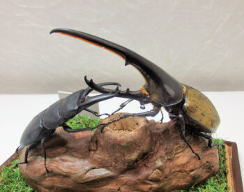 ヘラクレスオオカブト♂149.8ｍｍとパラワンオオヒラタ♂96.5mmとの戦の場面⑥