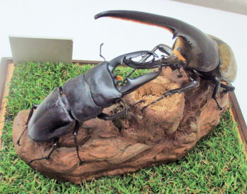 ヘラクレスオオカブト♂149.8ｍｍとパラワンオオヒラタ♂96.5mmとの戦の場面⑦