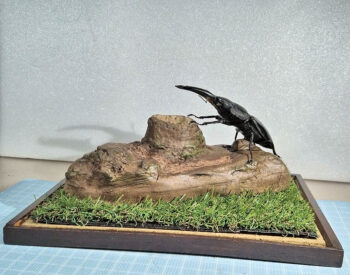 ヘラクレスオオカブト♂149.8ｍｍとパラワンオオヒラタ♂96.5mmとの戦の場e