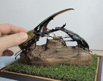 ヘラクレスオオカブト♂149.8ｍｍとパラワンオオヒラタ♂96.5mmとの戦の場l