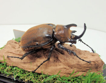 ギアスゾウカブトオス80ｍｍ