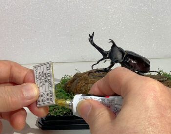 ②標本ラベルに接着剤を塗り固定します。