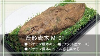 造形流木M-01＋フラット型ケース